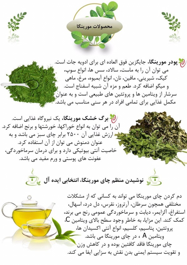 برگ خشک مورینگا اولیفرا طب جو دمنوش مورینگا اولیفرا طب جو چای مورینگا اولیفرا چای سبز مورینگا